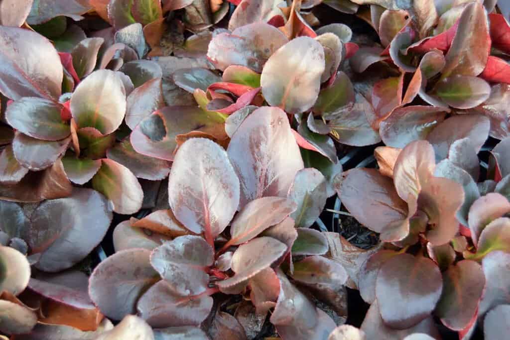 Bergenia 'Overture' ---